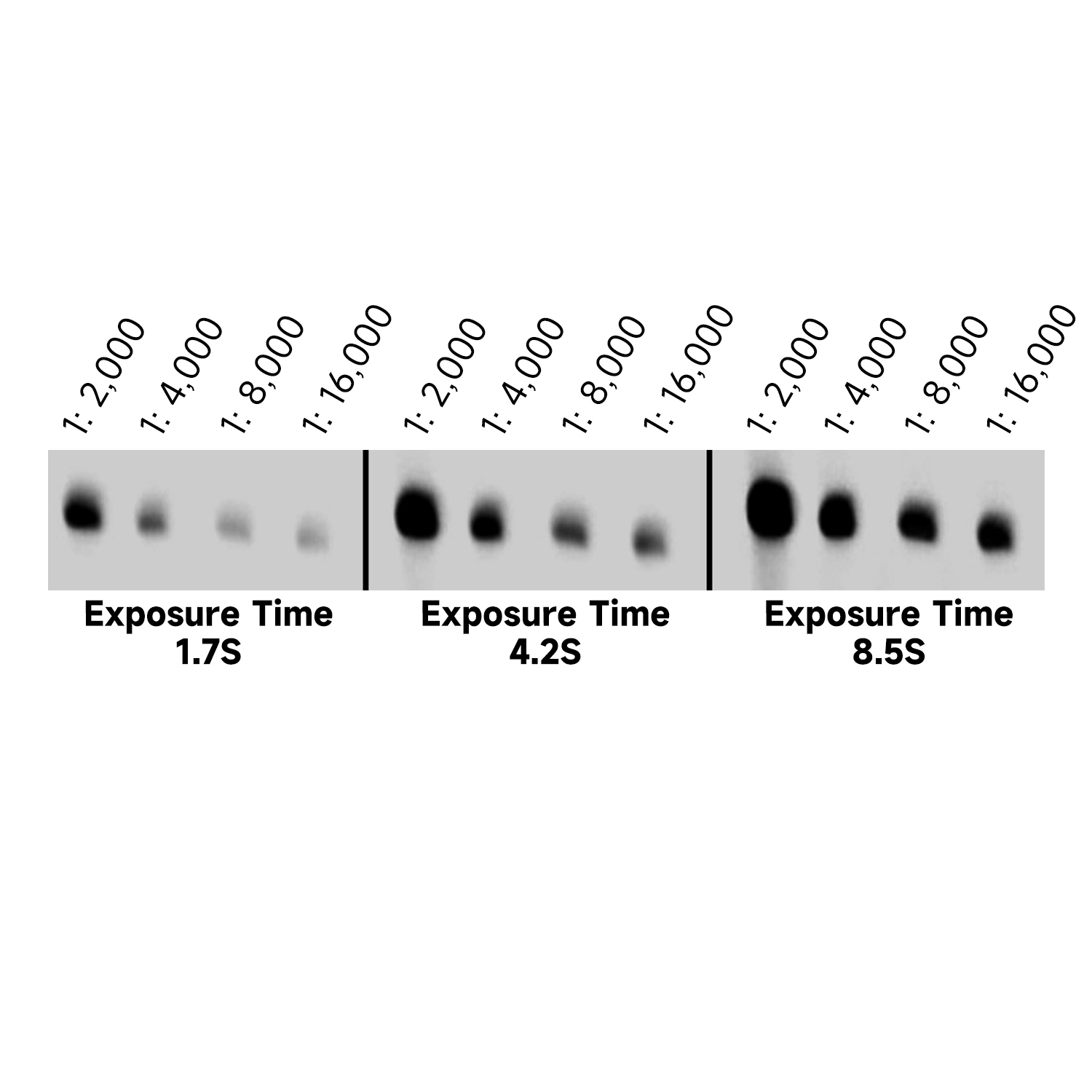 Detection antibody and detection auxiliary reagent